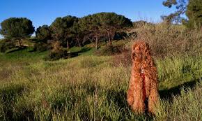 California multigen australian labradoodles puppies california multigen australian labradoodles puppies. Beau Monde Breeding The Finest Australian Labradoodles In Riverside California Golden Doodles Are Great But Are Labradoodles Better Beau Monde Breeders Of California S Finest Labradoodle Puppies For Sale In Phoenix Arizona New