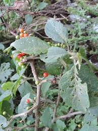 Image result for Discopodium penninervium