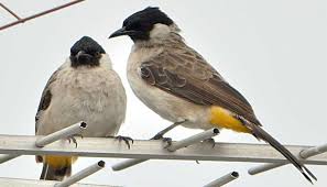 Ini dia tips atau trik cara membuat tali kaki burung kutilang , mudah mudahan sobat kutilang semua bisa membuat nya.selamat. Panduan Lengkap Cara Ternak Budidaya Burung Kutilang Agar Sukses Bagi Pemula Faunadanflora Com