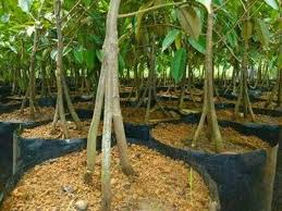 Durian musang king merupakan jenis durian baru yang berasal dari kelompok buah yang lezat ini. Bibit Durian Musang King Kaki 3 Pusatbibitdurian Com