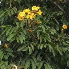 Image result for Markhamia lutea