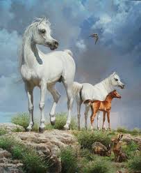 art by mary haggard arabianhorses art arabianhorseassociation arabiansinthearts horse drawings horse artwork horse painting