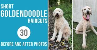 Do they require different maintenance, exercise or diet from a 'regular' goldendoodle? Short Goldendoodle Haircut Ideas 30 Before And After Photos