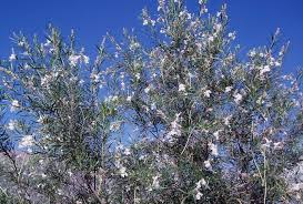 A desert bloom is a climatic phenomenon that occurs in various deserts around the world. Desert Willow