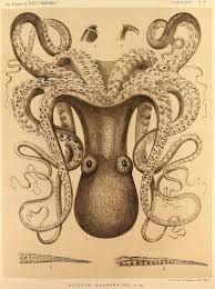 Octopus Marmoratus From Kunstformen Der Natur Art Forms Of Nature By Ernst Octopus Illustration Vintage Octopus Octopus Art