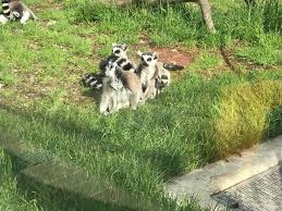 Acces gratuit în muzeul astra şi grădina zoologică. GrÄdina ZoologicÄ Din Sibiu Ne A PlÄcut AÈa Mult CÄ Ne Am Mai Dus O DatÄ Èi Blondele Gandesc