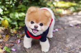 kak nazyvaetsya poroda sobak pohozhih na mishek vse o sobakah