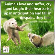 Animal Freedom Fighter Animals Animal Lover Animal Advocacy
