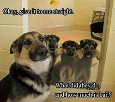Okay Give It To Me Straight What Did They Do And How Much Is The Bail Funny Animal Pictures Cute Animals Funny Animals