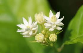 All it takes is a single plant to form a new population. Tips You Should Follow For Taking Care Of Night Blooming Jasmines Gardenerdy