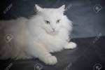 Persian Cat Breed Information, Pictures, Characteristics ...
