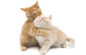 $65.00 (8 month flea collar). Cat Dog Vaccinations In Lake City Fl Call Us Today