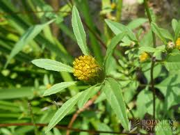 Image result for foto Dvouzubec