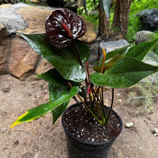How to Take Care of an Anthurium Plant?