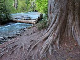 We did not find results for: Trail Of Cedars Glacier National Park Montana Fairy Tale Forest