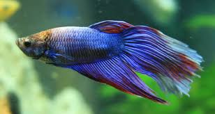 The betta fish is probably the second most popular fish kept, after goldfish. Betta Fish Advocating For Proper Care Information Bettafish Org