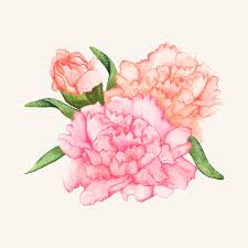 Shop a variety of quality wholesale carnations from fiftyflowers! Free Vector Hand Drawn Carnation Flower Isolated