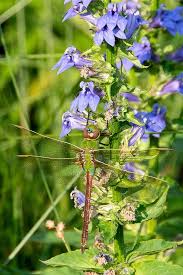Image result for Lobelia pteropoda