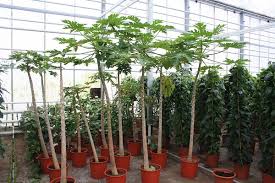 Ich zeige euch, wie ihr die keren bzw. Carica Papaya Pflanze Baum Gross Kaufen Frei Haus Shop