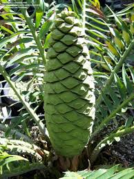 Image result for Encephalartos schmitzii
