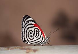 Black And White Spotted Moth Pa Diaethria Anna The Anna S Eighty Eight Is A Butterfly In Wet Tropical Forests In Middle America Sometimes The Pa Especies De Borboletas Beautiful Borboletas
