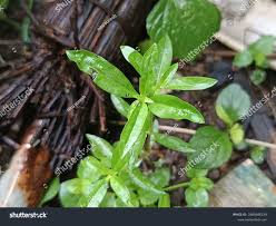 Image result for Heimia salicifolia