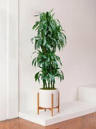 Image result for Dracaena fragrans