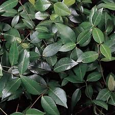 Image result for Malouetia