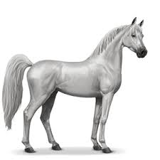 Statistics For Arabian Horse Horses Howrse