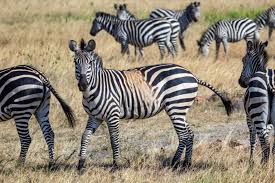 The plains zebra (equus quagga, formerly equus burchellii), also known as the common zebra, is the most common and geographically widespread species of zebra.its range is fragmented, but spans much of southern and eastern africa south of the sahara. Spotted And Oddly Striped Zebras May Be A Warning For Species Future