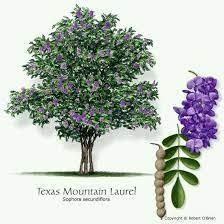 Mountain Laurel Smells So Good Backyard Garden Landscape Texas Mountain Laurel Mountain Laurel