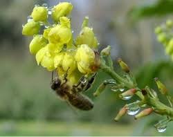 Image result for cornish black bee