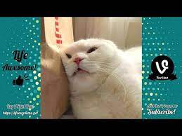 Try Not To Laugh Animals Funny Cats Videos 2019 Funniest Clean Vines Compilation Youtube Animals Funny Cats Funny Cats Cat Gif