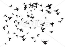 Two Birds Flying In The Sky Drawing Many Birds Flying In The Sky Stock Photos Ad Flying Birds Sky Photos Birds Flying Sky Photos Sky