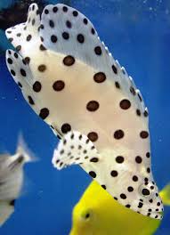 Black And White Saltwater Fish Pin By Bianca On Petit Poa Ocean Creatures Sea Animals Sea Creatures