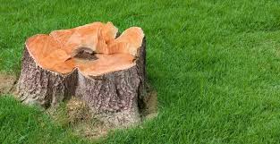 Killing tree stumps with epsom salts. 5 Best Tree Stump Killers Uk 2021 Review