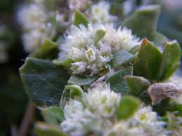 Image result for Guilleminea densa