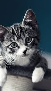 Mobile Cat Wallpapers Android Iphone Smartphone Hd Wallpapers Purrfect Love Kitten Wallpaper Kittens Cutest Cute Cat Wallpaper