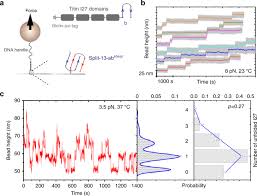Modulating Mechanical Stability Of Heterodimerization Between Engineered Orthogonal Helical Domains Nature Communications