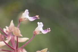 Image result for Coleus psammophilus