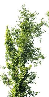Png Arbol Photoshop Nature Landscape Elements Landscape