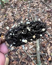 Image result for Strobilurus conigenoides