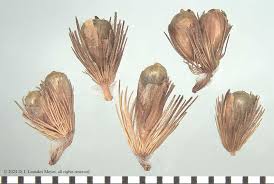 Image result for Cenchrus americanus