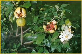 Image result for Xylotheca tettensis