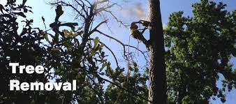Tree Services In Conroe Texas And Throughout Montgomery County Tx Specializing In Tree Removal Tree Pruning Stump G Tree Removal Tree Service Tree Pruning