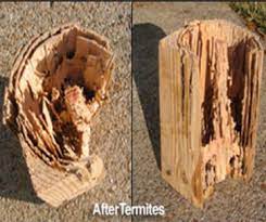 Brisbane biosecurity keeping dangerous pests out of australia these holidays. Termite Control Bah Hum Bug Pest Termite Inc Virginia