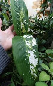 Dieffenbachia Puerto Rico Variegated Hort Glasshouse Works