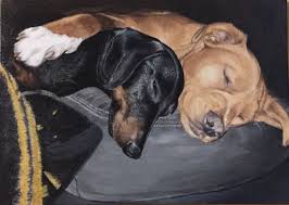 Franklin And Charlee Pet Portraits Pets Animals