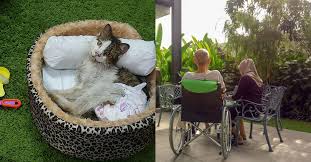 Results include ratings, number of beds, medicare/medicaid information and more. Charities And Ngos To Volunteer At In Kl Besides Spca Or Paws