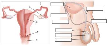 Start studying male anatomy labeling. Reproductive System Review Guide